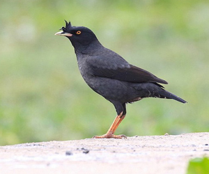 Хартотол (Тольт хартотол)